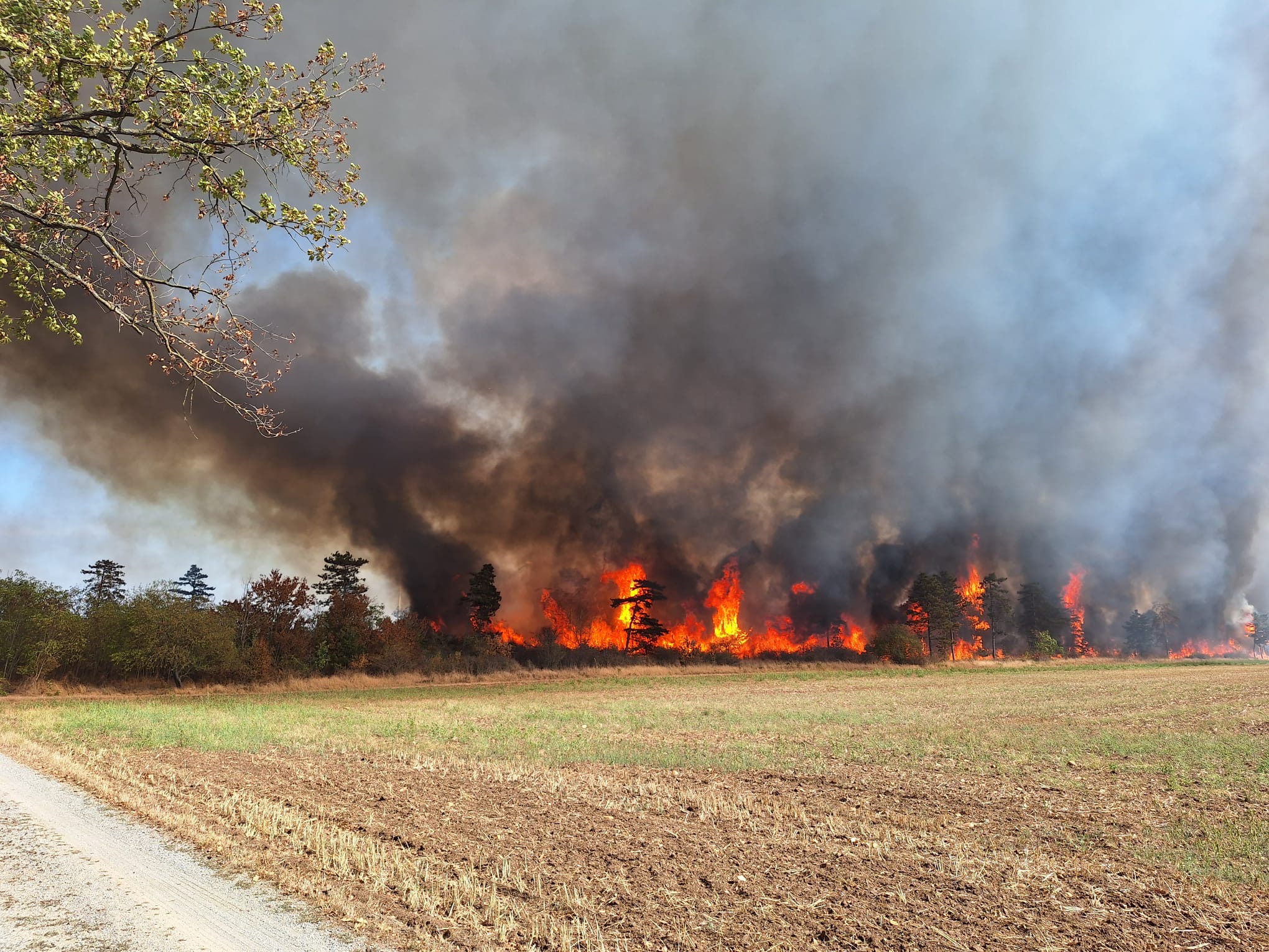 B1 – Vegetationsbrand wird zu Waldbrand 02.09.2024